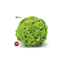 ALFACE CRESPA ISABELA SAKATA 7500 SEMENTES