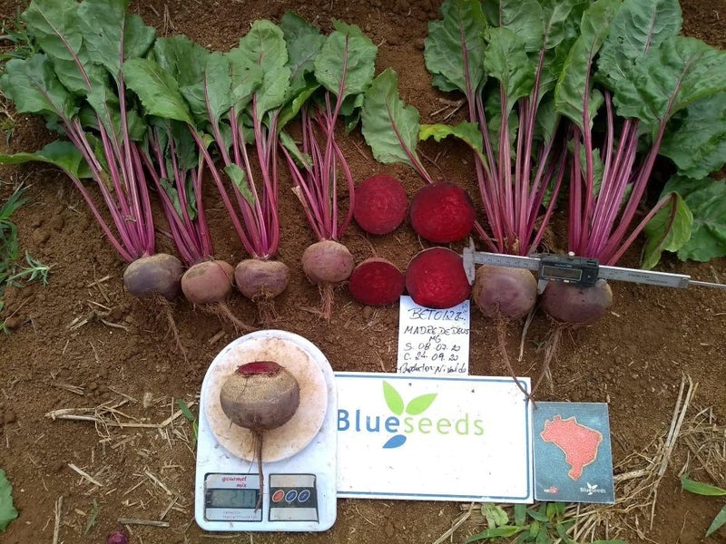 BETERRABA HÍBRIDA BS BET0128 BLUESEEDS 5000 SEMENTES