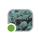SEMENTES BROCOLIS VERAO RAMOSO PIRACICABA HORTICERES 100G