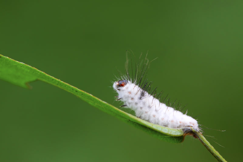 BIODEFENSIVO BEAUVERIA BASSIANA NUTRIPLANT 1KG