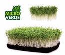SEMENTES MICROVERDE CENOURA NOVA KURODA TOPSEED 500G