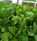 SEMENTES RÚCULA BS RU0080 BLUESEEDS 500G