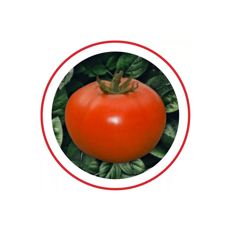 TOMATE HIBRIDO COMPACK SEMINIS 1000 SEMENTES