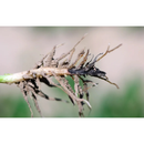 TRICHODERMA HARZIANUM E TRICHODERMA ASPERELLUM 1L