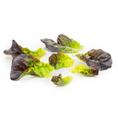 ALFACE LISA ROXA SALANOVA KLEE RIJK ZWAAN 1000 SEMENTES