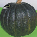 SEMENTES ABOBORA HIBRIDA K2 F1 C/ POLINIZADOR TSV 100G