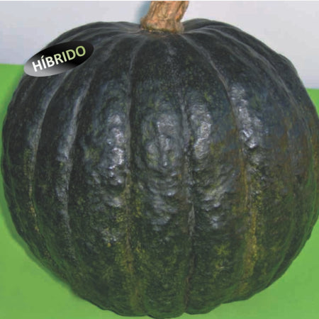SEMENTES ABOBORA HIBRIDA K2 F1 C/ POLINIZADOR TSV 100G