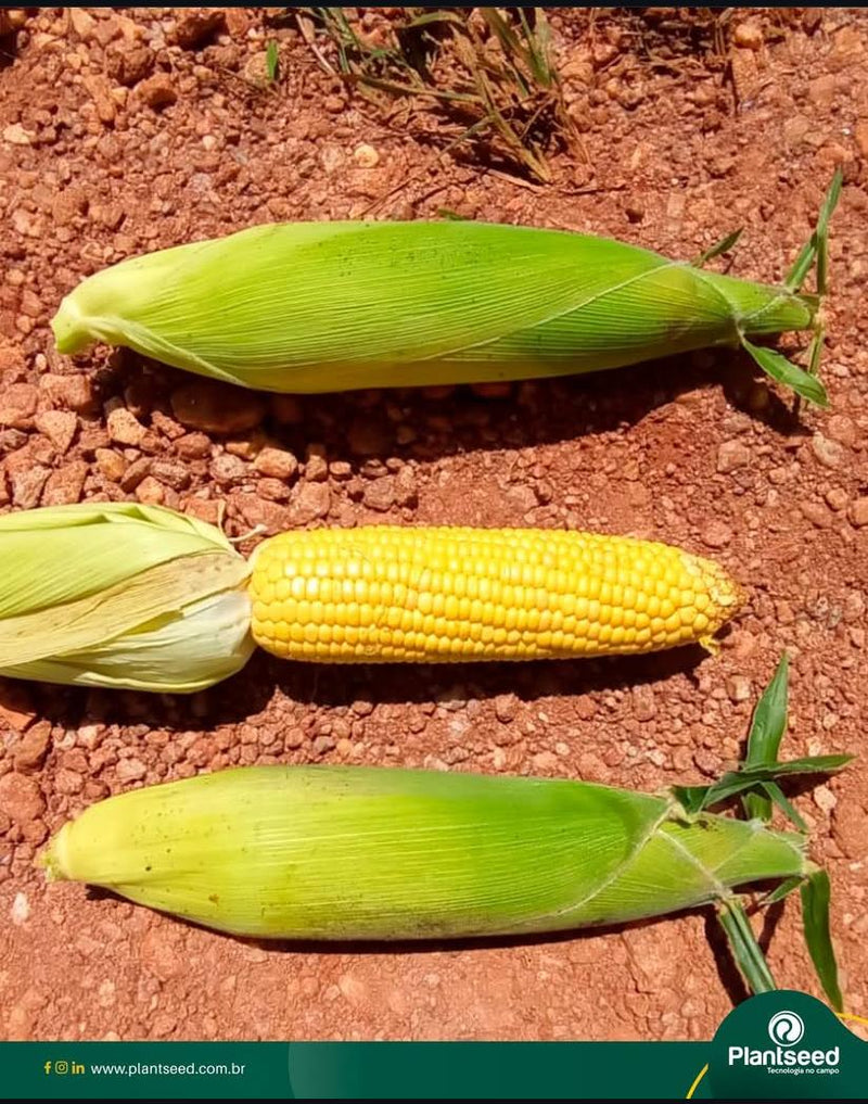 MILHO DOCE HIBRIDO SAO JOAO F1 TOPSEED 5000 SEMENTES