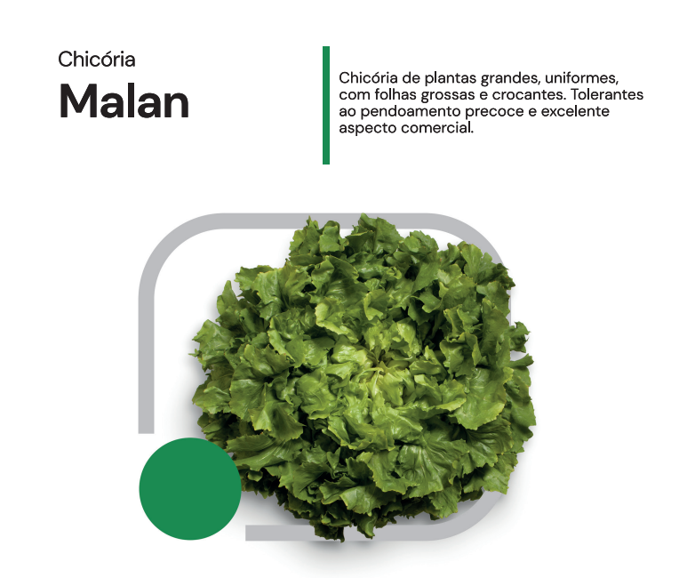 CHICORIA MALAN 5000 SEMENTES HORTICERES