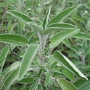 SEMENTES SALVIA HORTICERES 50G