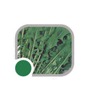 SEMENTES ALMEIRAO SERRILHADO CATALONHA HORTICERES 100G