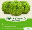 ALFACE CRESPA CROCANTE BS AC0063 BLUESEEDS 25.000 SEMENTES