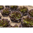 ALFACE LISA ROXA SALANOVA KLEE RIJK ZWAAN 1000 SEMENTES