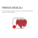 PIMENTA MEXICALI DEDO DE MOÇA HORTICERES 1000 SEMENTES