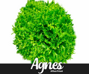 ALFACE FRISEE AGNES FELTRIN 25000 SEMENTES