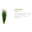 SEMENTES CEBOLINHA FANTASTICA BLUESEEDS 100G