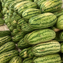 SEMENTES MELANCIA JUBILEE VIDASUL 250G