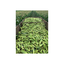 Sementes Milho Pamonheiro/Silagem Híbrido Bm904 3kg