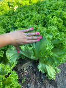 ALFACE CROCANTE BS CROC0163 BLUESEEDS 25000 SEMENTES