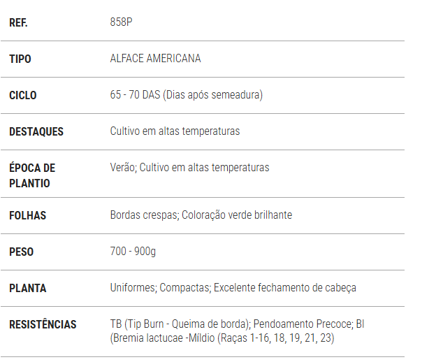 ALFACE AMERICANA MAUREN FELTRIN 1000 SEMENTES