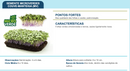 SEMENTES MICROVERDE COUVE MANTEIGA DA GEORGIA TOPSEED 500G