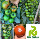TOMATE HÍBRIDO TRONUS RIJK ZWAAN 1000 SEMENTES