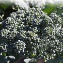 BROCOLIS RAMOSO HIBRIDO SEATTLE FELTRIN 1000 SEMENTES