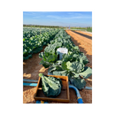 SEMENTES COUVE HÍBRIDA HICROP TAKII 10G