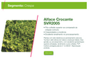 ALFACE CRESPA SVR2005 SEMINIS 5000 SEMENTES