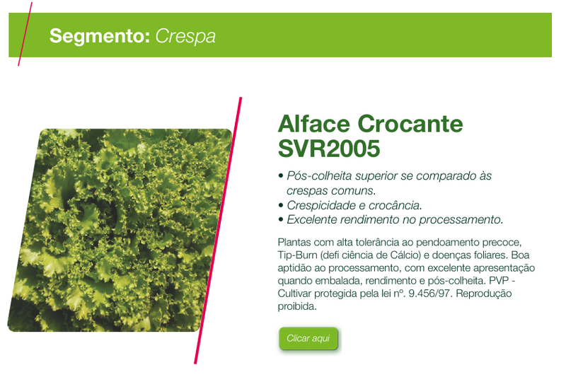 ALFACE CRESPA SVR2005 SEMINIS 5000 SEMENTES