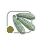 ABOBRINHA ITALIANA HIBRIDA ATLANTA HORTICERES 1000 SEMENTES