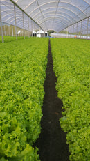 ALFACE CRESPA BS AC0155 BLUESEEDS 25.000 SEMENTES