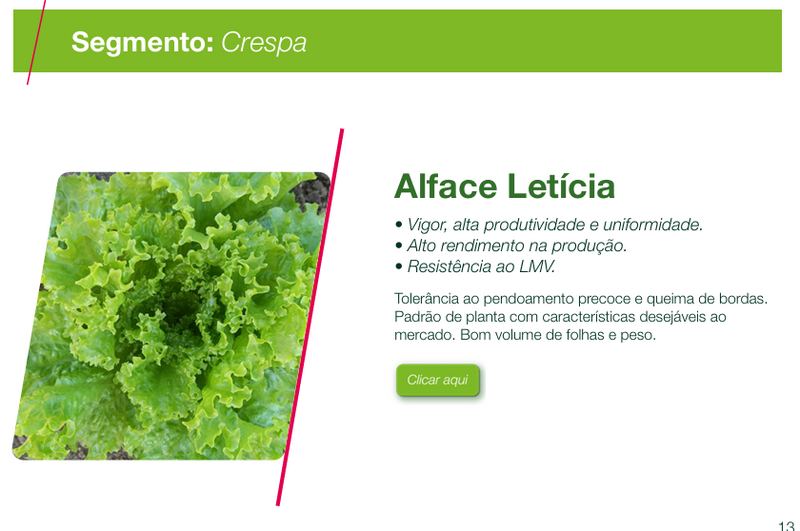 ALFACE CRESPA LETICIA SEMINIS 5000 SEMENTES