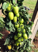 TOMATE HÍBRIDO PLUTÃO BLUESEEDS 1000 SEMENTES