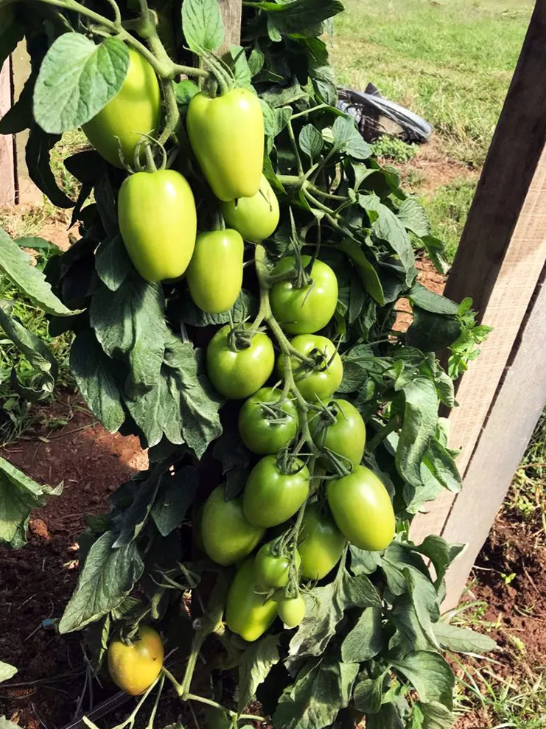 TOMATE HÍBRIDO PLUTÃO BLUESEEDS 1000 SEMENTES