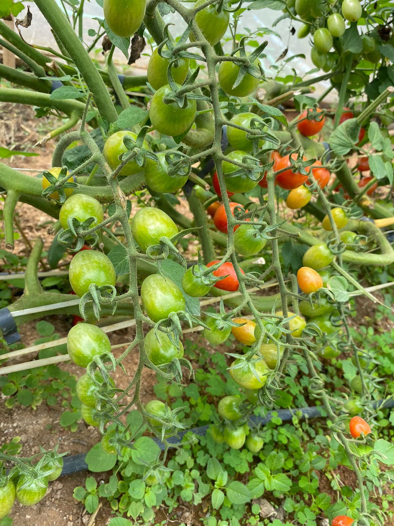 SEM TOMATE GRAPE HIB RED SUGAR  0.5MX - HORTICERES