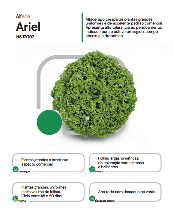 ALFACE CRESPA ARIEL HORTICERES 25000 SEMENTES