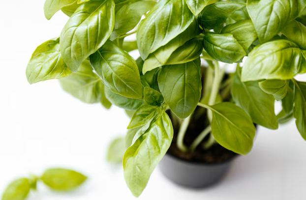 SEMENTES MANJERICÃO FOLHAS GRANDES GENOVESE HORTICERES 50G