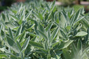 SEMENTES SALVIA HORTICERES 50G