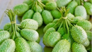 SEMENTES MAXIXE DO NORTE HORTICERES 100G