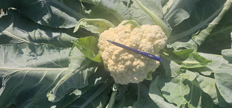 COUVE-FLOR HÍBRIDA CHAMPAGNE SNOW BLUESEEDS 1000 SEMENTES