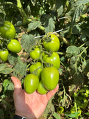 Tomate Hibrido Dante Horticeres 1000 Sementes