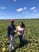 MELAO HIBRIDO BRS ANTON AGROCINCO 500 SEMENTES