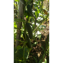 PEPINO HIBRIDO MEDICI AGROCINCO 100 SEMENTES