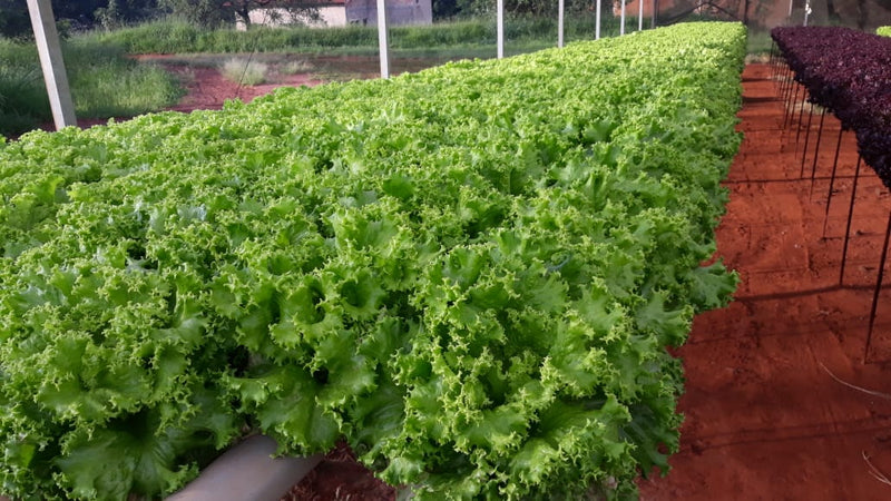 ALFACE CRESPA CROCANTE BS AC0063 BLUESEEDS 25.000 SEMENTES