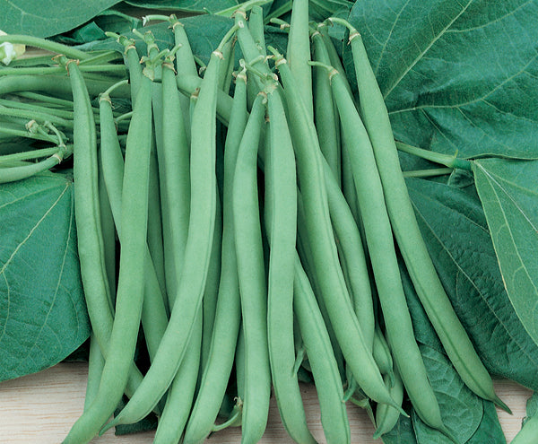 SEMENTES FEIJAO VAGEM MACARRAO RASTEIRA TOPSEED 100G