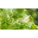 BEAUVERIA BASSIANA + METARHIZIUM ANISOPLIAE + ISARIA FUMOSOROSEA FORNAX 1L