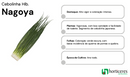 SEMENTES CEBOLINHA HIBRIDA NAGOYA HORTICERES 100G