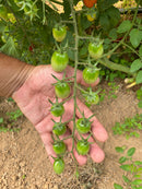 SEM TOMATE GRAPE HIB RED SUGAR  0.5MX - HORTICERES