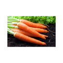 SEMENTES CENOURA BRASILIA IRECE FELTRIN 100G